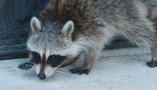 Raccoon Removal in Valparaiso