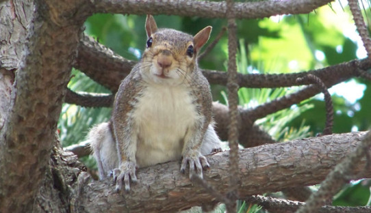 Squirrel Removal in Valparaiso